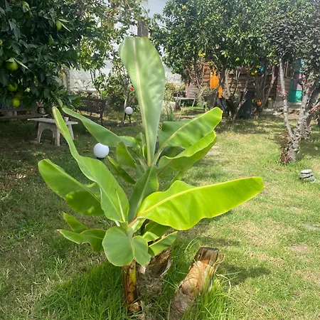 Гостевой дом De Tarzan Лас-Пальмас-де-Гран-Канария